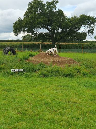 Dogs Unleashed Activity Run — secure dog field in Sturminster Newton