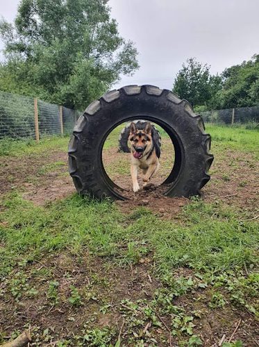 The Bark Park — secure dog field in Bicester