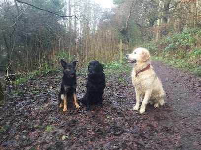 Hounds to horses Northumberland — secure dog field in Morpeth
