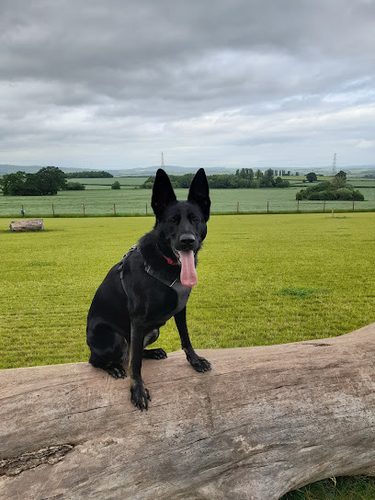 Treworgan Fields — secure dog field in Ross-on-Wye