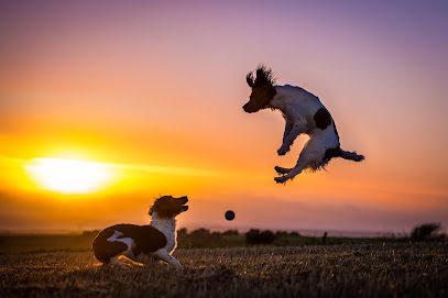 BLACKDOG Freedom Adventures Secure Dog Walking Field — secure dog field in South Molton