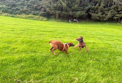Mutts o Muckhart Dog Play Park — secure dog field in Upper Yetts O’Muckhart
