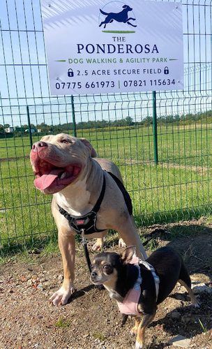 The Ponderosa — secure dog field in Deal