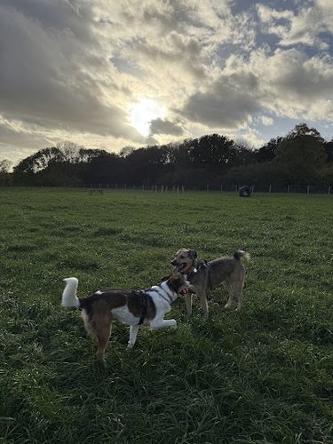 The Dog Walking Field - Ratby/Leicester — secure dog field in Leicester
