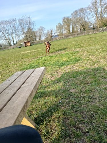 Grantchester Secure Dog Walking Paddock — secure dog field in Cambridge