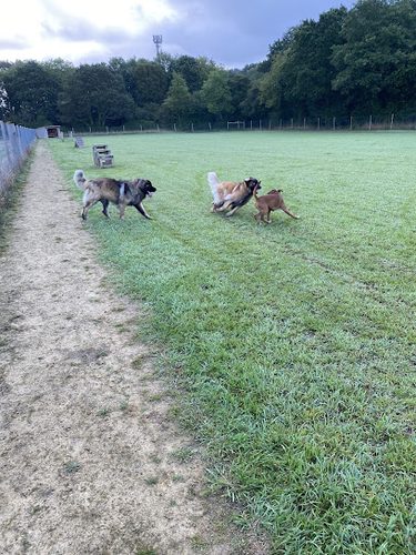 Paw Paddock - Wickham East — secure dog field in Fareham