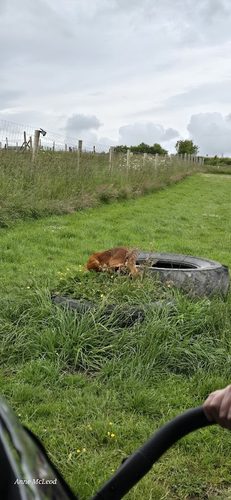 Mad Mutz — secure dog field in Biggar