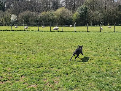 Dog Field Hire — secure dog field in Pontprennau