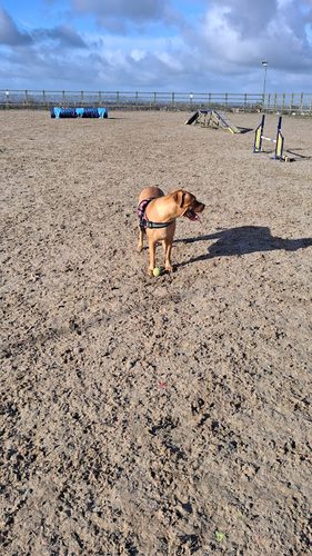 YOGI’S YARD — secure dog field in Motherwell