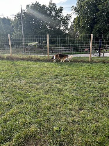 Grow Walkies - Colchester — secure dog field in Colchester