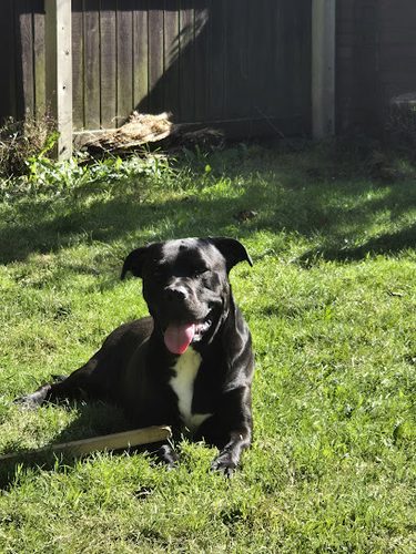 Running Paws Maghull — secure dog field in Liverpool