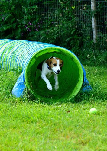 Drake Field — secure dog field in Tavistock
