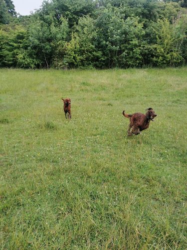 Barrowfield Dog Field — secure dog field in Manchester