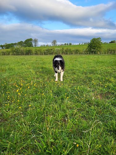 Three acre dog field — secure dog field in Beith
