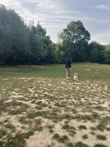 Calvin's Fields at the Coloured Ponds — secure dog field in Liss