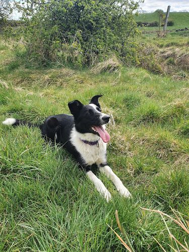 Just fur fun dog run and just fur a while pet services — secure dog field in Larkhall