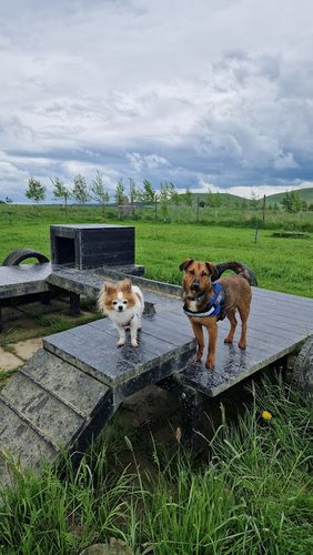 Run Free Dog Fields - Hawick — secure dog field in Hawick