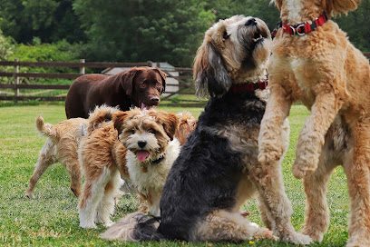 The Pudsey Dog Park — secure dog field in Pudsey