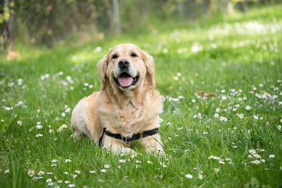 Paws In Keevil — secure dog field in Trowbridge