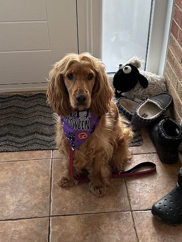 Hey Good Dog — secure dog field