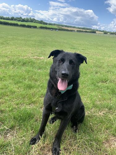 Chedgrave Dog Park — secure dog field in Norwich