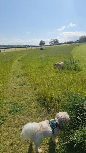 Weedon Walkies - dog exercise field — secure dog field in Aylesbury