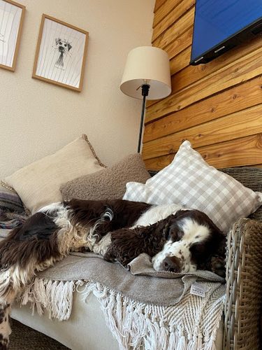 The Cwtch Animal Homestay — secure dog field in Cwmbran