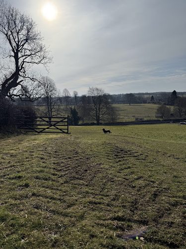 Dug's Dog Park — secure dog field in Radstock