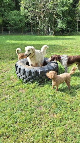 K9 Fun Field — secure dog field in Melrose