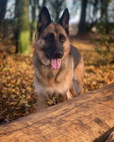 Lions Den Dog Field — secure dog field in Beverley