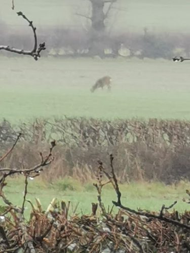 Packwood Paws — secure dog field in Solihull