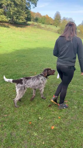 Priestlands Dogs — secure dog field in Amersham