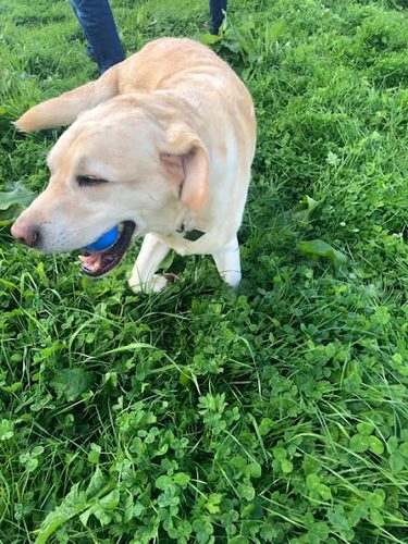 The Paw Pack — secure dog field in Liverpool