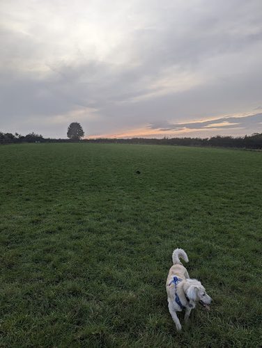 Dog Exercise Worcester — secure dog field in Worcester
