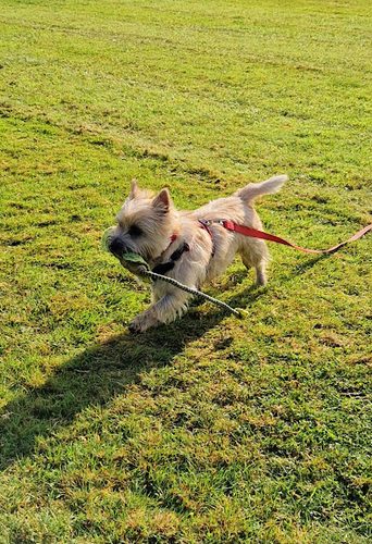Paws in the Park; Burrough Court — secure dog field in Melton Mowbray