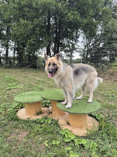 Paws in the Paddock — secure dog field in Caerleon