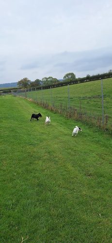 The Wag-Tail Meadow (Stocking Barn Farm ) — secure dog field in Leominster