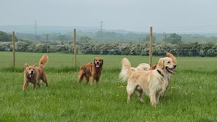Just a dog in a field — secure dog field in Alcester