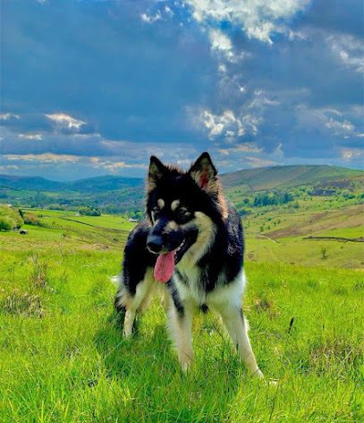 My Dog Field — secure dog field in Oldham