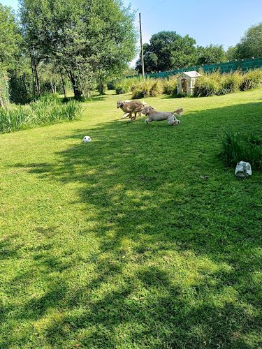 Poshpaws Play Paddock — secure dog field in Widnes