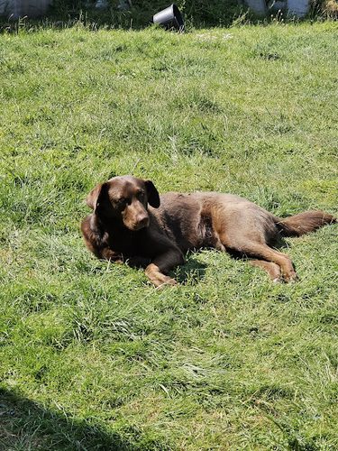 Grange Meadow Dog Walking Field — secure dog field in King's Lynn