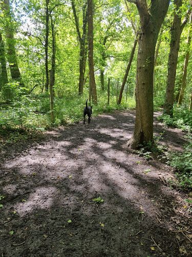 Weekwood Copse Woodland Hire — secure dog field in Guildford