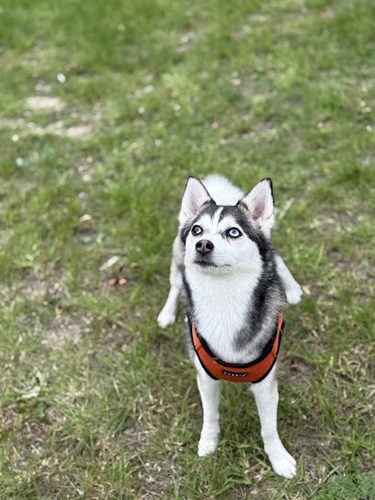 Hounds of Hertfordshire dog field — secure dog field in Stevenage