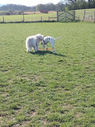 Barklay Park Dog Day Care Centre — secure dog field in Dalkeith