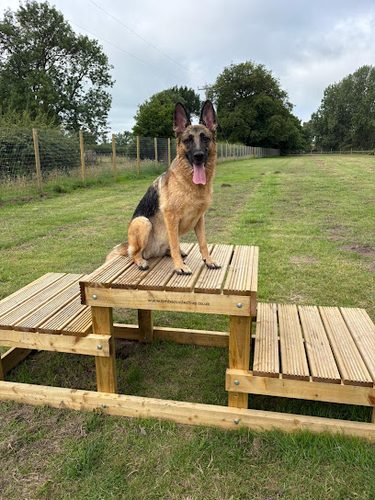 The Dogs Paddocks Knutsford — secure dog field in Knutsford