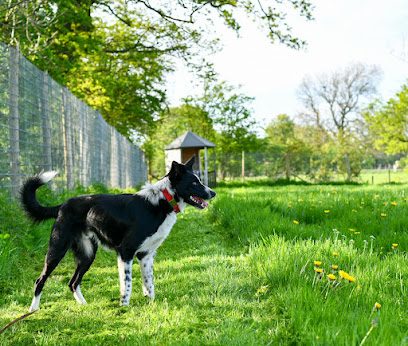 Welly and Tails — secure dog field in Penrith