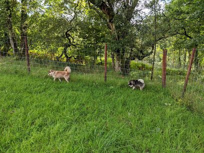 Wagswood Dogs — secure dog field in Pontardawe
