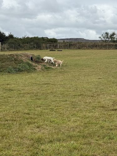 Pig & Pooch Secure Dog Exercise Paddock — secure dog field in Saint Austell