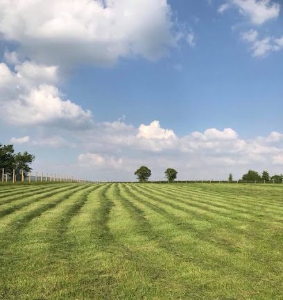Kates Dog Walking Field Somerset — secure dog field in Axbridge