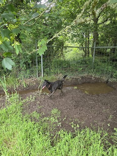 Ultimutt Freedom Dog Park — secure dog field in Hayle